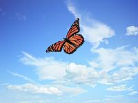 butterfly-flying-1-sky-jpg