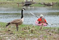 geese-kayak-jpg