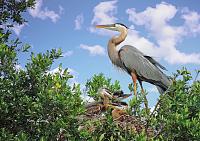 great-blue-heron-chicks-1-sky-jpg