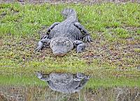 alligator-3-copy-jpg