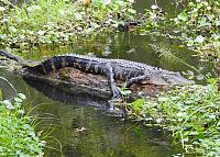 gator-2-jpg