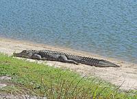 1-gator-jpg