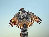 1-hawk-land-1-copy-jpg