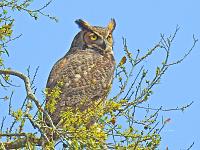 owl-3-jpg