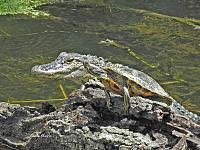 1-gator-turtle-signed-jpg