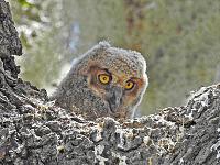 1-owlet-signed-jpg