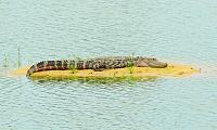 gator-island-jpg