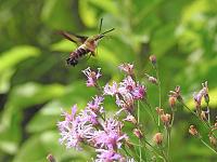 hummingbird-moth-jpg