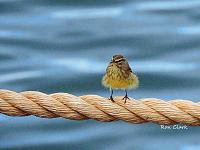 1-palm-warbler-jpg