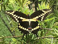 butterfly1-jpg