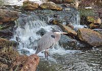heron-original-signed-copy-jpg