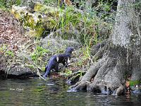 1-otter-jpg