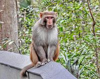 1-monkey-1-signed-jpg