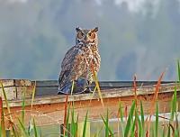 1-owl-signed-jpg