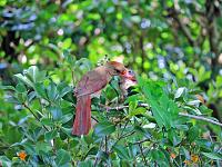 1-cardinal-1-jpg