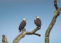 eagles-signed-sky-jpg