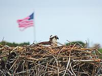 osprey-nest-flg-jpg
