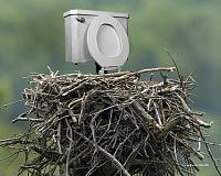 nest-jpg