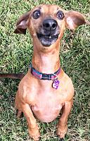 pepper-jpg