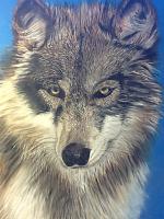 wolf-jpg