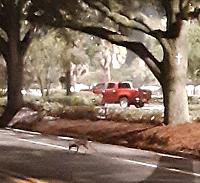 fox-coyote2-jpg