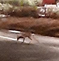fox-coyote3-jpg