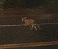 fox-coyote1-jpg