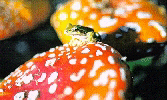 frogmate-gif