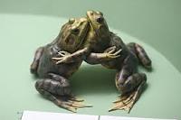frogs-jpg
