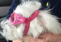 butters-doggles-jpg