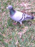 image-jpg-pigeon-jpg