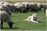 sheepdog-jpg