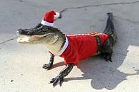 merry-florida-christmas-jpg