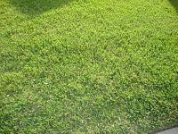 dsc03750-jpg