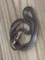 snake-jpg