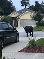 karen-sherman-shot-photo-water-buffalo-roaming-her-street-225x300-jpg