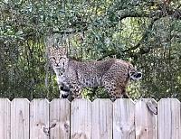 villager-bruce-speck-shot-photo-bobcat-spotted-his-backyard-jpg