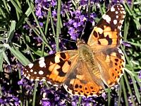 img_1312-jpg