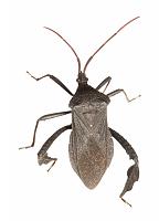 buggy-jpg