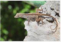 anole-png