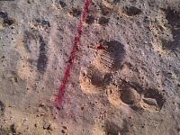 a4-footprints-jpg