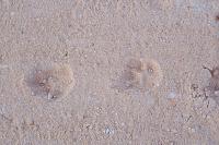 100_2783-jpg