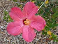dsc00516-jpg
