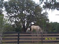 baby-horse-2012-001-jpg