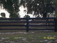 baby-horse-2012-004-jpg