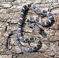 baby-black-snake-jpg