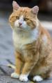 TOMCAT's Avatar