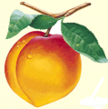 beegle's Avatar