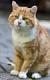 TOMCAT