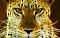 Lady Leopard Designs's Avatar
